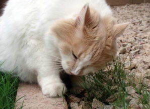 人得猫藓一般多久会好转