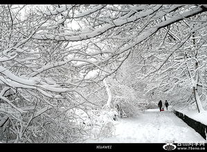 《华为的冬天》 作者