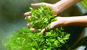 茶叶排名前十名,茶叶排名前五名