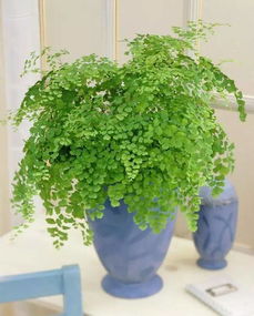 室内生长的植物不喜欢透光害怕灼烧叶子是对的