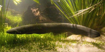 电鳗为什么会放电？