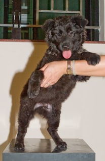 狗仔是什么意思？