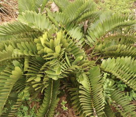 我是一名在日留学生，身上出了红疹，医生说是【ジ