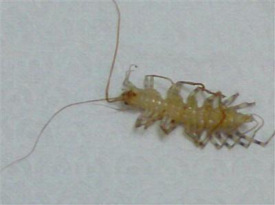 虫子图片大全大图