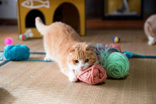 猫咪后院，怎样才能玩到这个场景