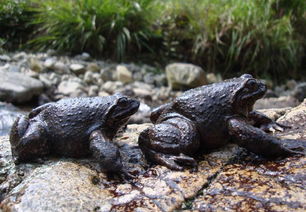 石蛙养殖技术及场地建造，石蛙养殖技术视频图片教程