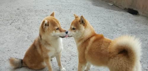 秋田和柴犬的区别图片，秋田和柴犬哪个贵一些