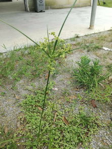 种草什么意思？