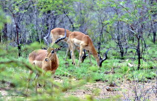 春天动物苏醒的描写