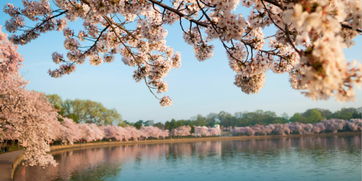 华盛顿州立大学美国排名,华盛顿州和华盛顿特区的关系