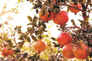 果实累累的意思三年级