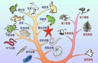 生物的进化过程,生物的进化知识点总结
