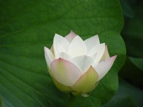 什么的泉水填合适词语