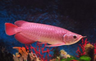 女人梦见鱼是什么征兆