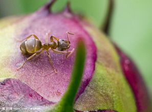 求蚂蚁图库邀请码，不胜感激~~
