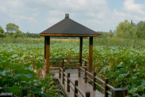 崇明岛有什么好玩的地方？哪些景点必去？