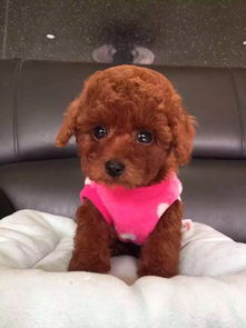 泰迪茶杯犬多少钱一只图片