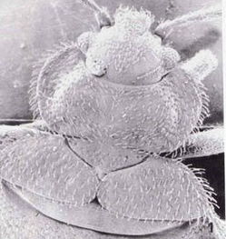 床虱的发育过程