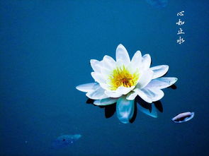 心如止水什么意思？