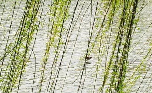 柳枝造句子一年级