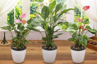 家里为什么不能放白掌花