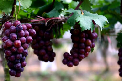 天价葡萄案最终如何处理的,天价葡萄案民事判决书