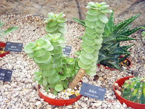 节节高怎么养才好