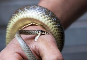 梦见被蛇咬是什么意思 周公解梦