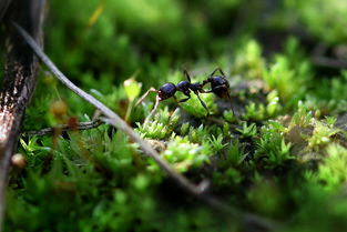 蚂蚁森林可以干什么用