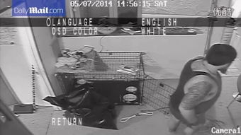 craigslist couch翻译,craigslist canada