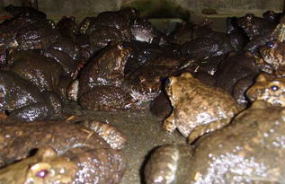 石蛙养殖技术及场地建造，石蛙养殖技术视频图片教程