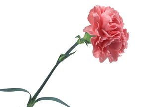 康乃馨寓意及花语,康乃馨寓意着什么