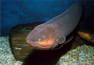 鳗鱼为什么能够放电？