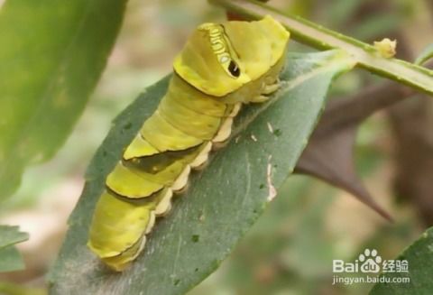 这个柑橘凤蝶幼虫被我烤了会怎么样?