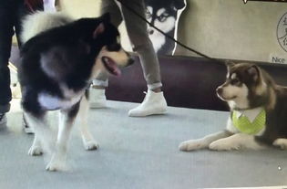 王可可是个碧池中的碧池是什么意思