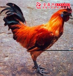 梦见公鸡啄我是什么意思