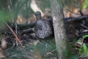 琴鸟多少钱一只,琴鸟图片大全
