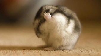 B站仓鼠是谁，卢本伟事件