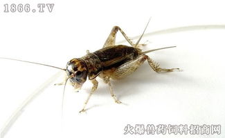 蛐蛐吃什么东西能养活,蛐蛐吃什么东西活的时间最长久