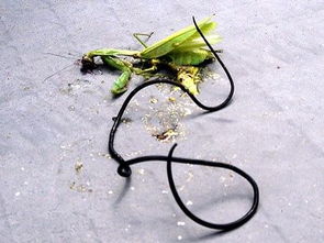 j寄生体是什么？