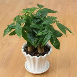 家里的发财树怎么养才能养活