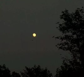 「今晚月色真美」是什么梗?