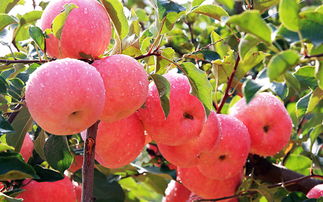 苹果都有哪些产品？