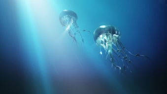 魔兽世界 深海水母的速度是多少