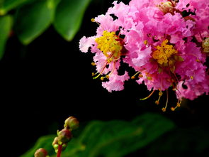 千日红花图片,花无百日红,人无再少年,下一句是什么