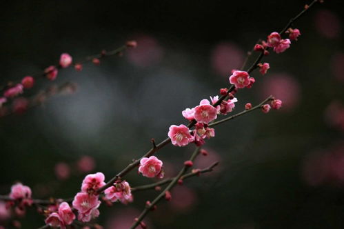 梅花的品质与精神的诗句