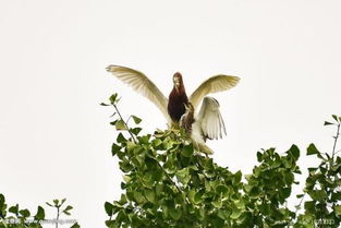 雪人造句简单一点