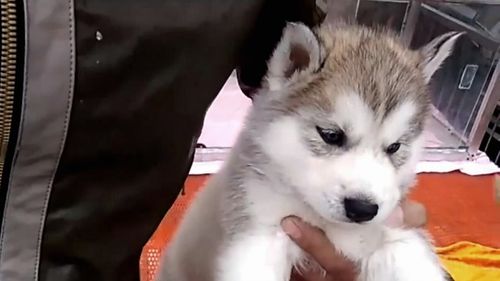 白眼狼是什么意思？