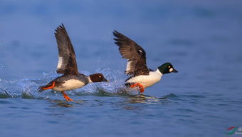 用捕鸟网捕鸟应该选什么位置？