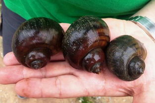 田螺和福寿螺的区别是什么？